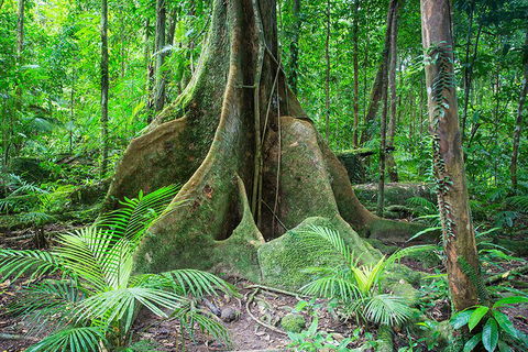 Mossman Gorge Adventure Day - 2032 Olympic Games 4