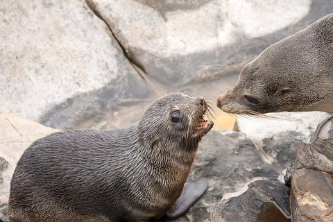 Kangaroo Island Luxury Small Group 'Flinders Chase Focus' Full Day Tour - 2032 Olympic Games 2