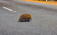 Kangaroo Island Luxury Small Group 'Flinders Chase Focus' Full Day Tour - thumb 3