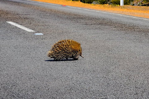 Kangaroo Island Luxury Small Group 'Flinders Chase Focus' Full Day Tour - 2032 Olympic Games 3