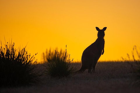 Kangaroo Island Luxury Small Group 'Flinders Chase Focus' Full Day Tour - 2032 Olympic Games 5