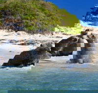 Dolphin Penguin and Sea Lion Cruise - 2032 Olympic Games