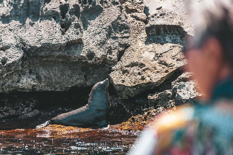 Adventure Rottnest Tour With Ferry & Adventure Cruise From Perth Or Fremantle - 2032 Olympic Games 1