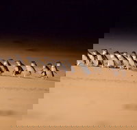 Phillip Island Penguin Parade Express Tour from Melbourne - 2032 Olympic Games