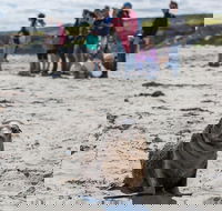 Kangaroo Island in a Day Tour from Adelaide - 2032 Olympic Games