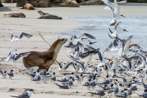 Full-Day Kangaroo Island Experience Departing From Kangaroo Island - 2032 Olympic Games 1