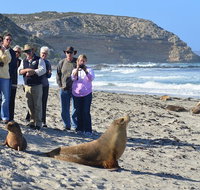 Full day Seal Bay Experience departing from Kangaroo Island - 2032 Olympic Games