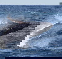 Whale Watching by Sea World Cruises - 2032 Olympic Games