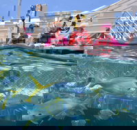 Outer Reef Pontoon Experience from Cairns - 2032 Olympic Games