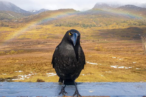Cradle Mountain Park Explorer Guided Tour - 2032 Olympic Games 2