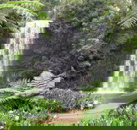 Private Daintree and Cape Tribulation Tour from Port Douglas - 2032 Olympic Games