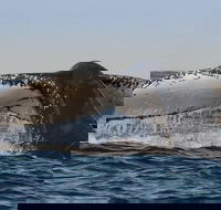 Sydney Whale-Watching Cruise Including Lunch or Breakfast - 2032 Olympic Games