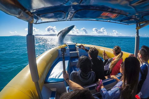 Ocean Rafting Tour To Whitehaven Beach, Hill Inlet Lookout & Top Snorkel Spots - 2032 Olympic Games 4