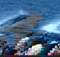 Tangalooma Island Resort Whale Watching Day Cruise - 2032 Olympic Games