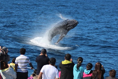 Tangalooma Island Resort Whale Watching Day Cruise With Dolphin Viewing - 2032 Olympic Games 1