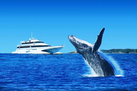 Tangalooma Island Resort Whale Watching Day Cruise With Dolphin Viewing - 2032 Olympic Games 2