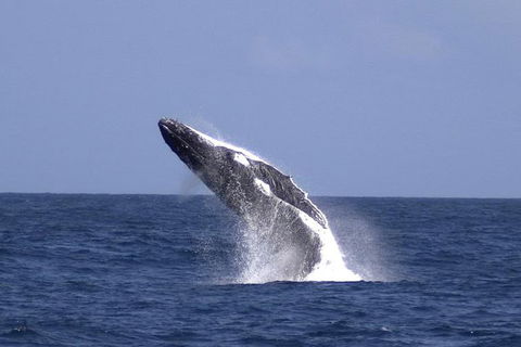 Tangalooma Island Resort Whale Watching Day Cruise With Dolphin Viewing - 2032 Olympic Games 4
