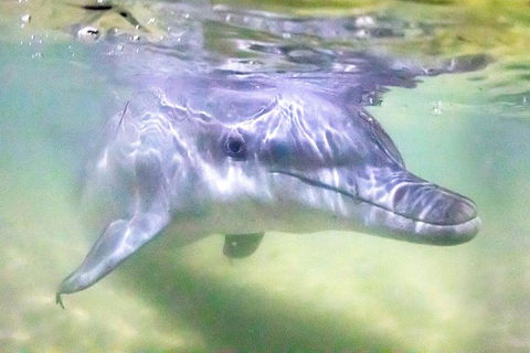 Tangalooma Island Resort Whale Watching Day Cruise With Dolphin Feeding - 2032 Olympic Games 0