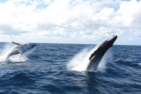 Tangalooma Island Resort Whale Watching Day Cruise With Dolphin Feeding - 2032 Olympic Games 1