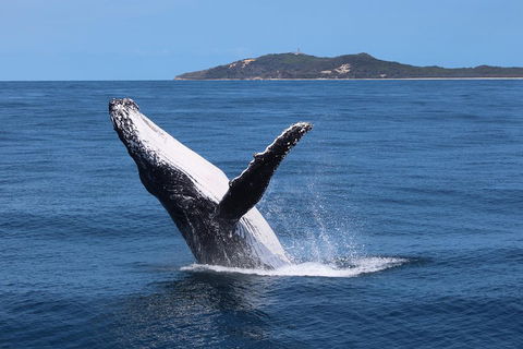Tangalooma Island Resort Whale Watching Day Cruise With Dolphin Feeding - 2032 Olympic Games 3