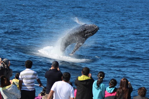 Tangalooma Island Resort Whale Watching Day Cruise With Dolphin Feeding - 2032 Olympic Games 5