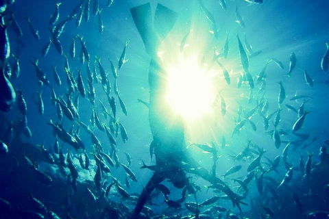 2-Day Whitsundays Sailing Adventure: SV Whitehaven - 2032 Olympic Games 1