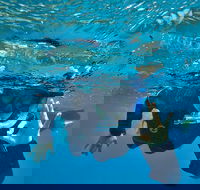 3 Day Whitsundays Sailing and Diving Adventure Kiana - 2032 Olympic Games