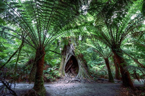 2-Day Melbourne To Adelaide Tour: Great Ocean Road And Grampians One Way Trip - 2032 Olympic Games 3