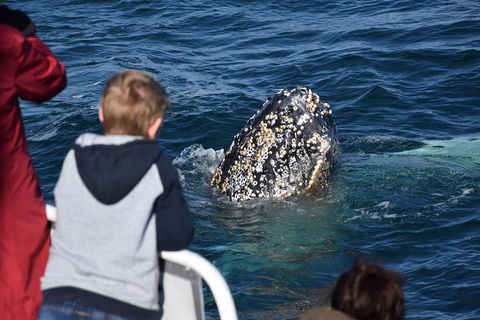 Phillip Island Whale Watching Tour - 2032 Olympic Games 2