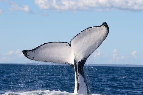 Phillip Island Whale Watching Tour - 2032 Olympic Games 3