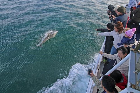 Phillip Island Whale Watching Tour - 2032 Olympic Games 5