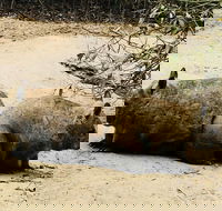 Phillip Island Penguin Parade Brighton Bathing Boxes and Wildlife Park Tour - 2032 Olympic Games