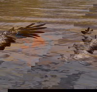 Litchfield and Jumping Crocodiles Full Day Trip from Darwin - 2032 Olympic Games