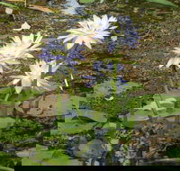 Yellow Water Cruise - Kakadu - 2032 Olympic Games