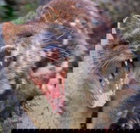 After Dark Tasmanian Devil Feeding Tour at Cradle Mountain - 2032 Olympic Games