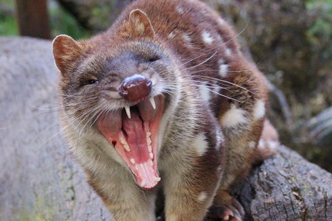 After Dark Tasmanian Devil Feeding Tour At Cradle Mountain - 2032 Olympic Games 0