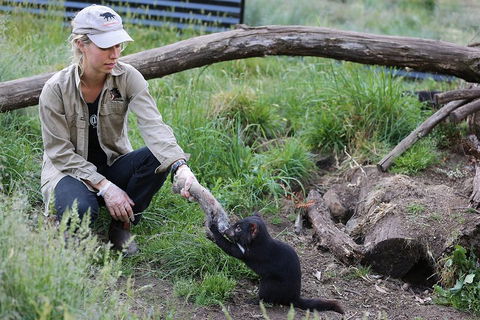 After Dark Tasmanian Devil Feeding Tour At Cradle Mountain - 2032 Olympic Games 1