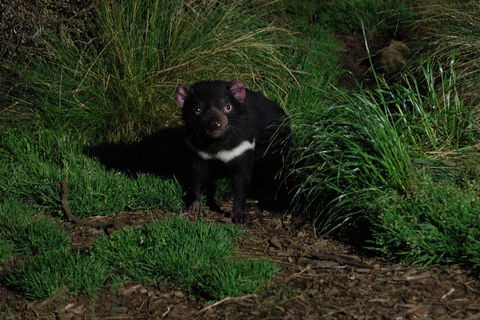 After Dark Tasmanian Devil Feeding Tour At Cradle Mountain - 2032 Olympic Games 4