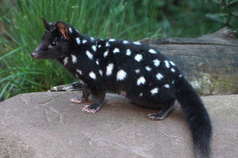 After Dark Tasmanian Devil Feeding Tour At Cradle Mountain - 2032 Olympic Games 5