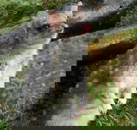 1-Hour Tasmanian Devil Feeding Day Tour at Cradle Mountain - 2032 Olympic Games