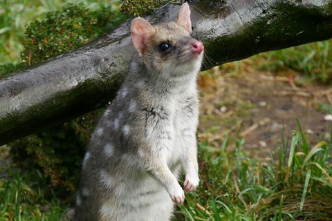 1-Hour Tasmanian Devil Feeding Day Tour At Cradle Mountain - 2032 Olympic Games 0