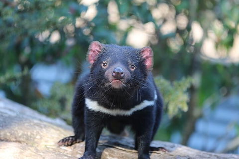 1-Hour Tasmanian Devil Feeding Day Tour At Cradle Mountain - 2032 Olympic Games 1