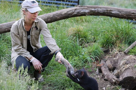 1-Hour Tasmanian Devil Feeding Day Tour At Cradle Mountain - 2032 Olympic Games 2
