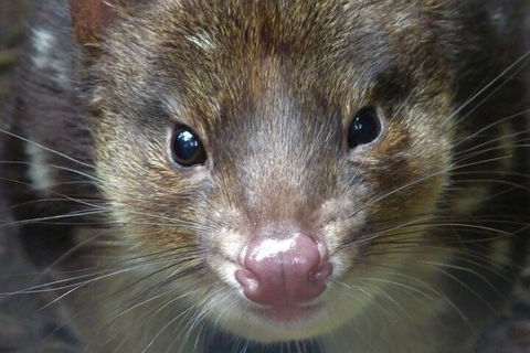 1-Hour Tasmanian Devil Feeding Day Tour At Cradle Mountain - 2032 Olympic Games 3