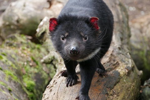 1-Hour Tasmanian Devil Feeding Day Tour At Cradle Mountain - 2032 Olympic Games 4