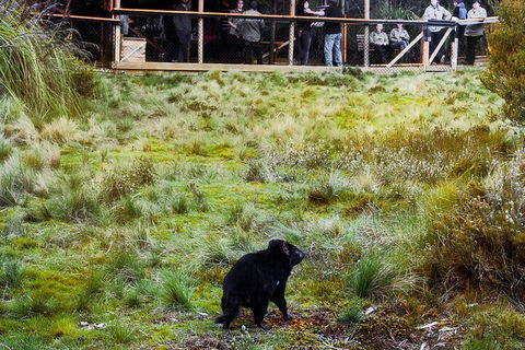 1-Hour Tasmanian Devil Feeding Day Tour At Cradle Mountain - 2032 Olympic Games 5