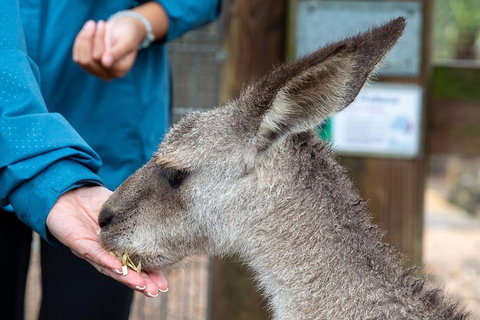 Private Blue Mountains Escape The Crowds SUV Tour - 2032 Olympic Games 2