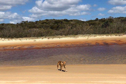 Pippies 3 Days 2 Nights Fraser Island Tour - 2032 Olympic Games 2