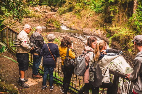 Full-day Springbrook National Park Tour From The Gold Coast - 2032 Olympic Games 0