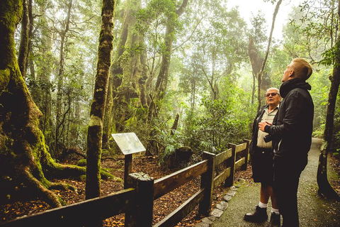 Full-day Springbrook National Park Tour From The Gold Coast - 2032 Olympic Games 1